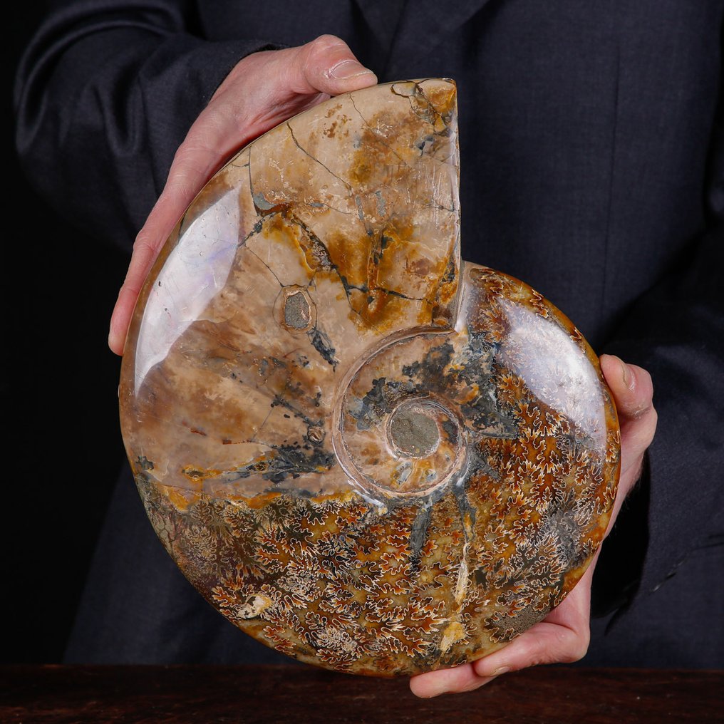 Exclusief Pools Cleoniceras - Gefossiliseerde schelp - Fossil Ammonite - First selection Quality !!! - 266 mm - 214 mm #1.0