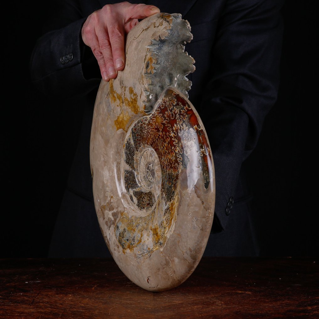 Exlusive Polish Cleoniceras - Guscio fossilizzato - Fossil Ammonite - First selection Quality !!! - 413 mm - 361 mm #4.3