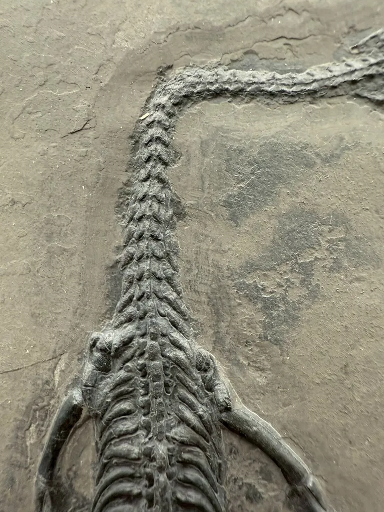 Fossil - Fossil-Matrix - Keichousaurus sp. - 25 cm - 17 cm #3.2
