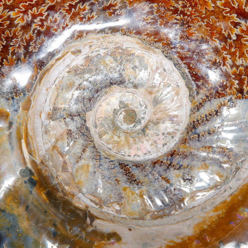 Exclusivo Cleoniceras polaco - Concha fosilizada - Fossil Ammonite - First selection Quality !!! - 328 mm - 292 mm #2.1