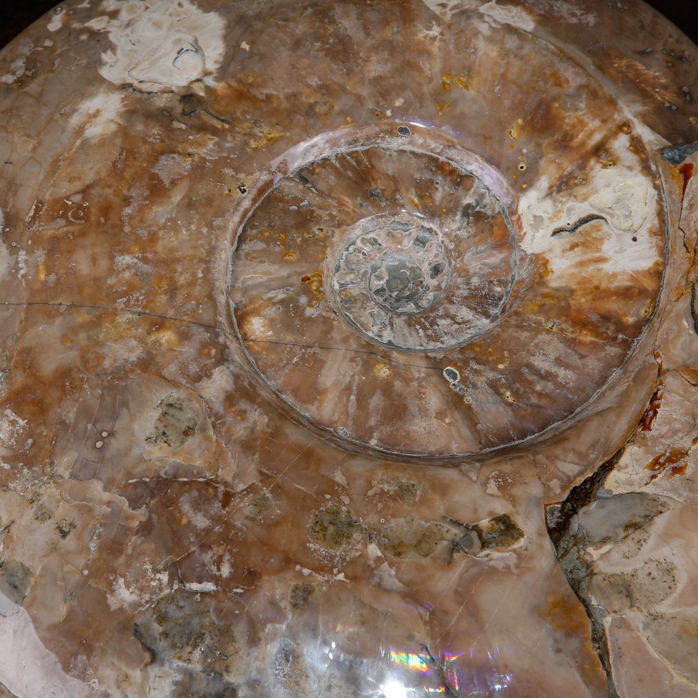 Exlusive Polish Cleoniceras - Guscio fossilizzato - Fossil Ammonite - First selection Quality !!! - 413 mm - 361 mm #3.2