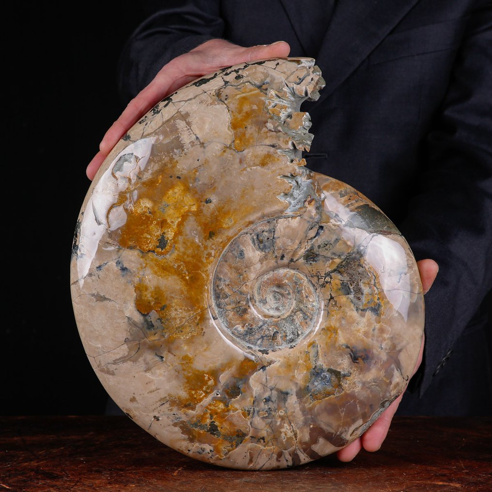 Exclusive Polish Cleoniceras - Fossilised shell - Fossil Ammonite - First selection Quality !!! - 341 mm - 275 mm #1.0