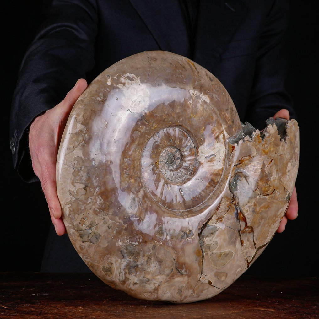 Exlusive Polish Cleoniceras - Guscio fossilizzato - Fossil Ammonite - First selection Quality !!! - 413 mm - 361 mm #2.1