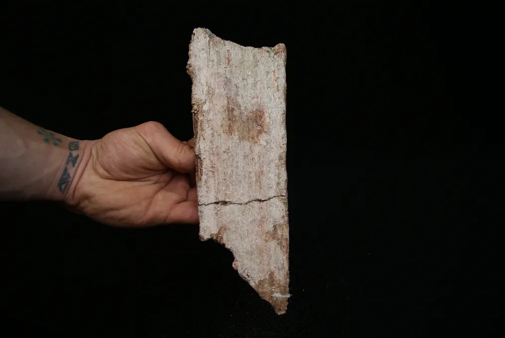 rostre de poisson-lézard - Fragment fossilisé - Onchopristis sp. #2.1
