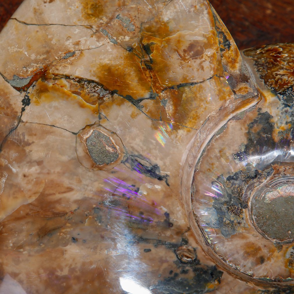 Exclusief Pools Cleoniceras - Gefossiliseerde schelp - Fossil Ammonite - First selection Quality !!! - 266 mm - 214 mm #3.2