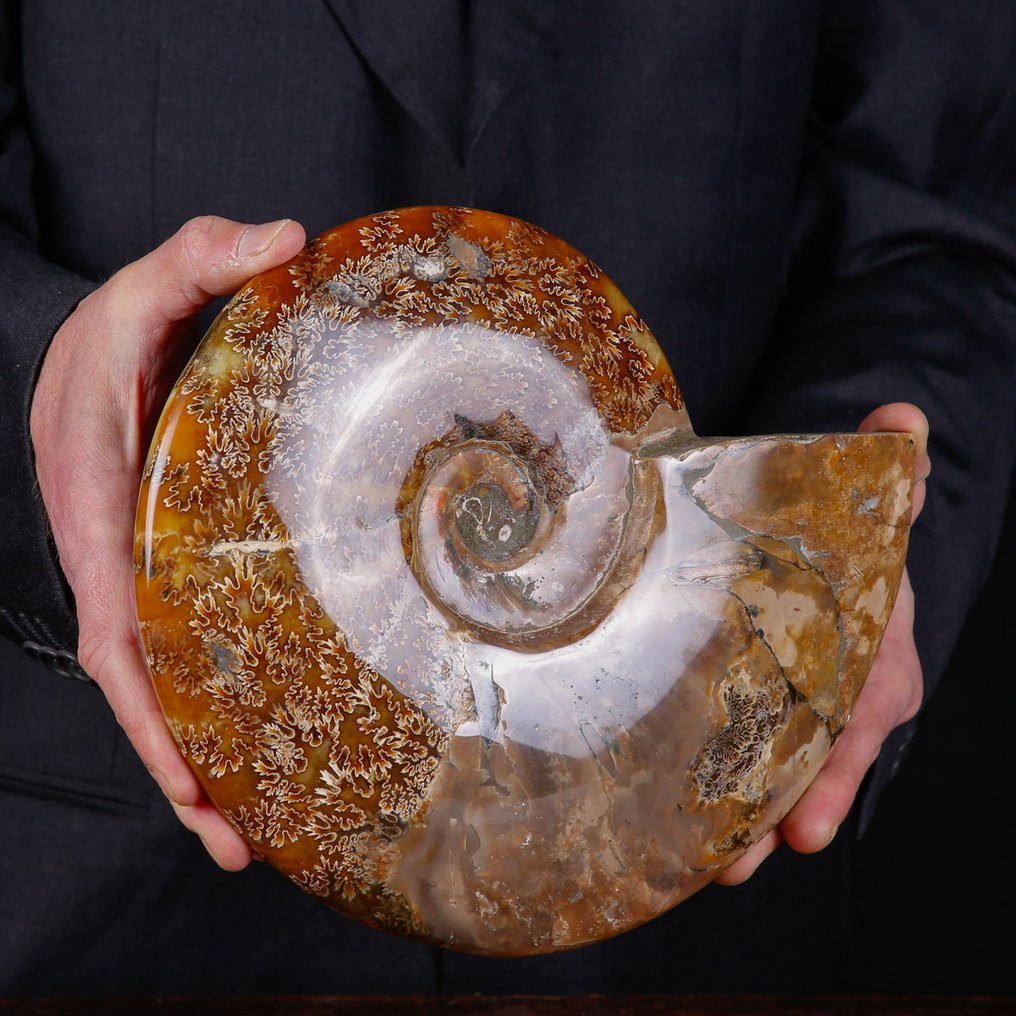 Exclusief Pools Cleoniceras - Gefossiliseerde schelp - Fossil Ammonite - First selection Quality !!! - 266 mm - 214 mm #2.1