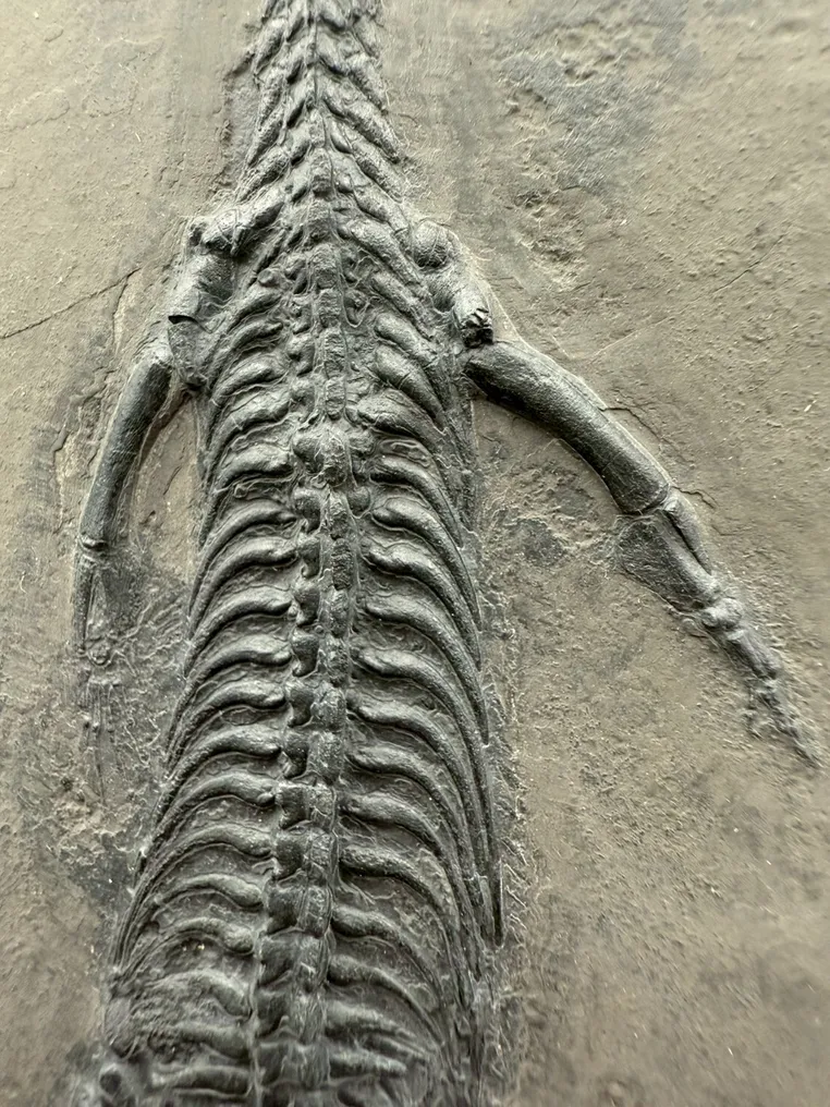 Fossil - Fossil-Matrix - Keichousaurus sp. - 25 cm - 17 cm #4.3