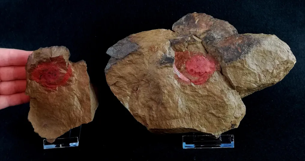 原始海胆类 - 疏松!!! - 动物化石 - Nimchacystis agterbosi (Dupichaud, C. et al., 2023) - 22 cm - 15 cm #4.3