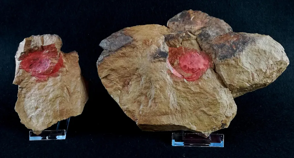 原始海胆类 - 疏松!!! - 动物化石 - Nimchacystis agterbosi (Dupichaud, C. et al., 2023) - 22 cm - 15 cm #3.2