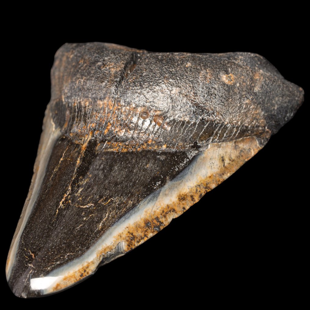 巨齿鲨化石牙齿 - 化石牙齿 牙齿 - Carcharocles Megalodon - 120 mm - 90 mm - 120 mm #3.2