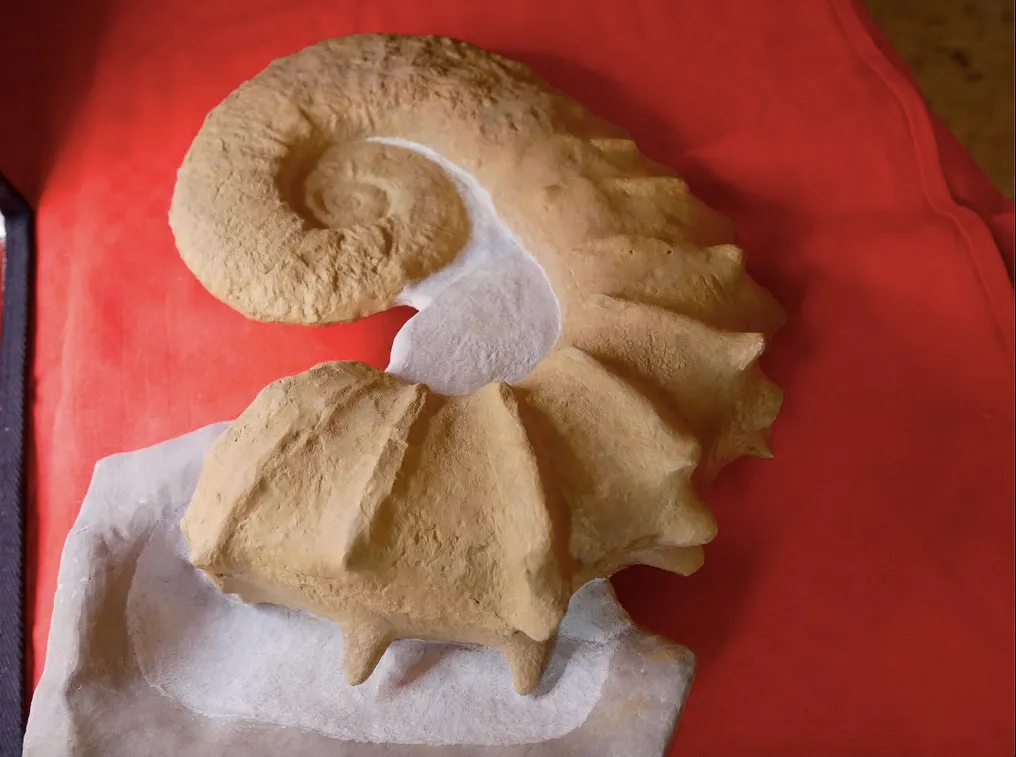 Ammonite - Fossilised shell - Pseudocrioceras Provinciale - 28 cm - 22 cm #1.0