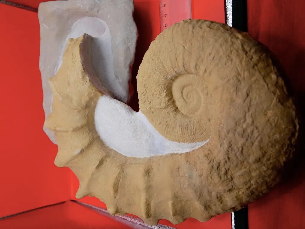 Ammonite - Fossilised shell - Pseudocrioceras Provinciale - 28 cm - 22 cm #3.2