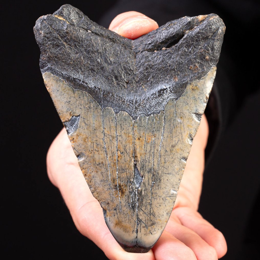 巨齿鲨化石牙齿 - 化石牙齿 牙齿 - Carcharocles Megalodon - 120 mm - 90 mm - 120 mm #2.1