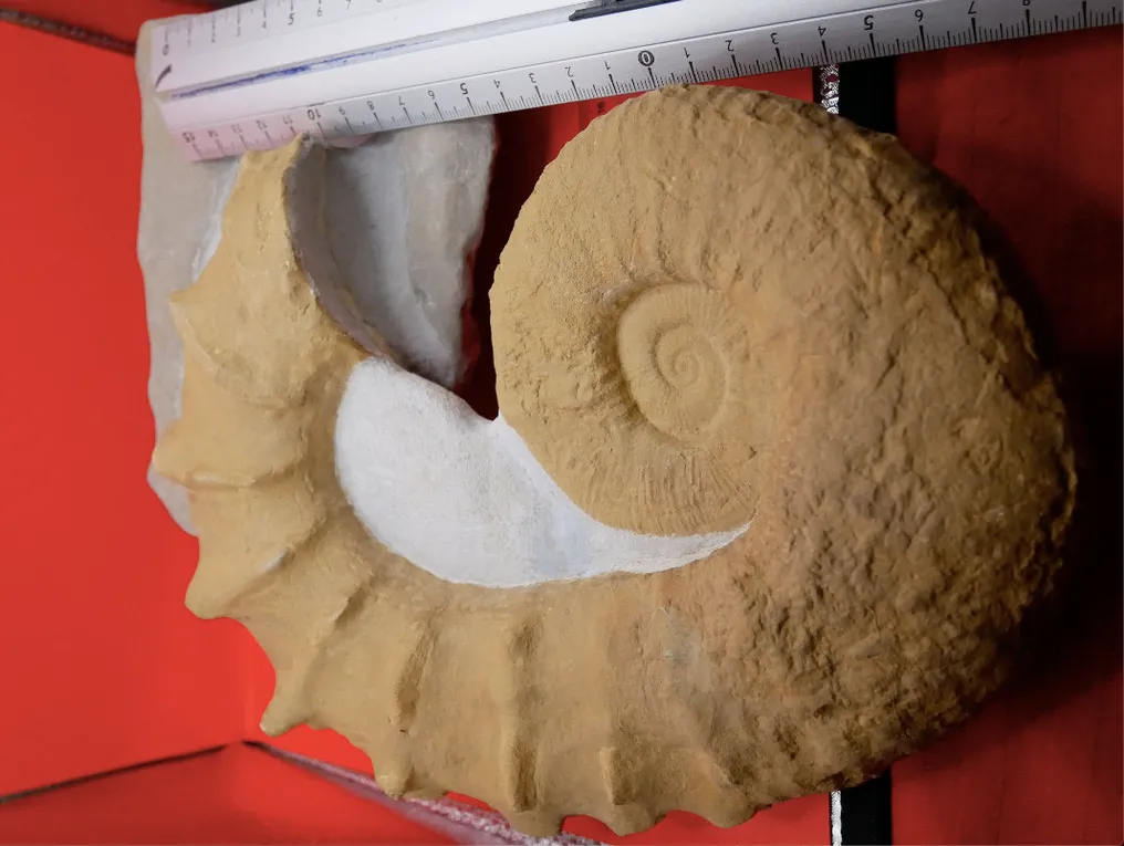 Ammonite - Fossilised shell - Pseudocrioceras Provinciale - 28 cm - 22 cm #4.3