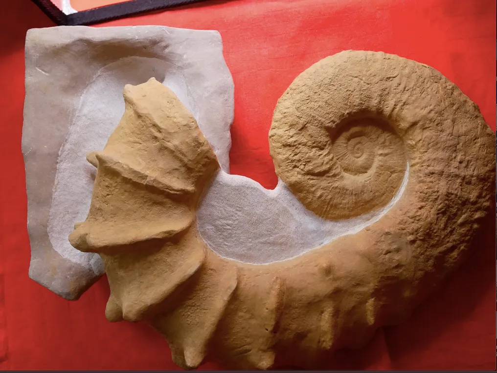 Ammonite - Fossilised shell - Pseudocrioceras Provinciale - 28 cm - 22 cm #2.1