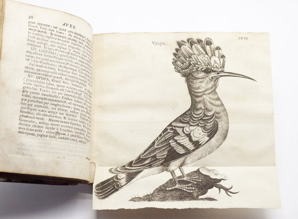 Charleton - Onomasticon Zoicon - 1668 #2.1