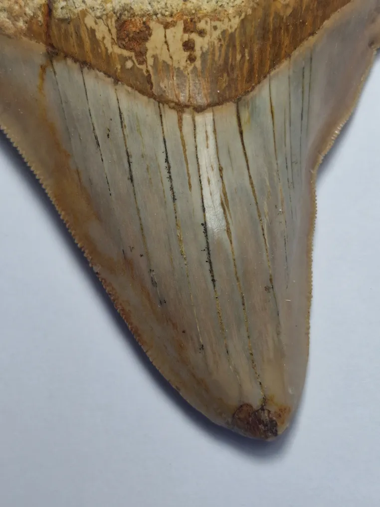 Megalodon - Fossil tooth - 10 cm #4.3