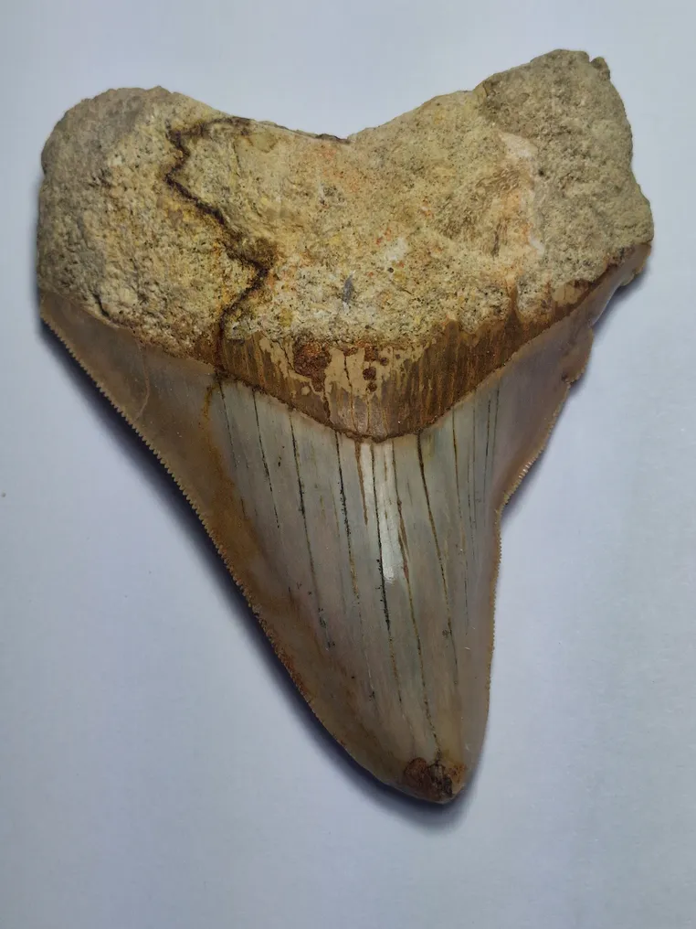 Megalodon - Fossil tooth - 10 cm #1.0