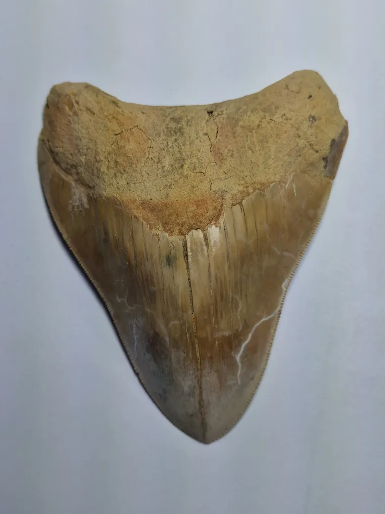Megalodon - Fossil tooth - 12 cm (No Reserve Price) #1.0