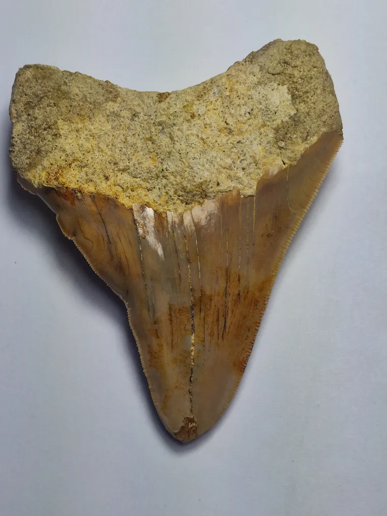 Megalodon - Fossil tooth - 10 cm #3.2