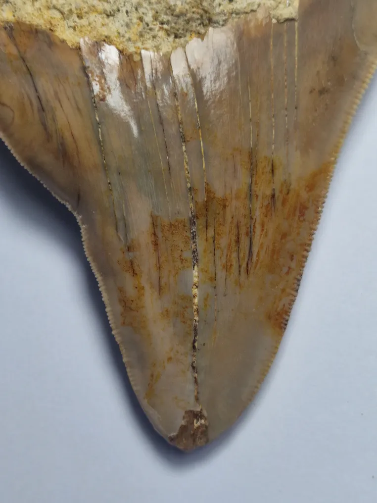 Megalodon - Fossil tooth - 10 cm #2.1