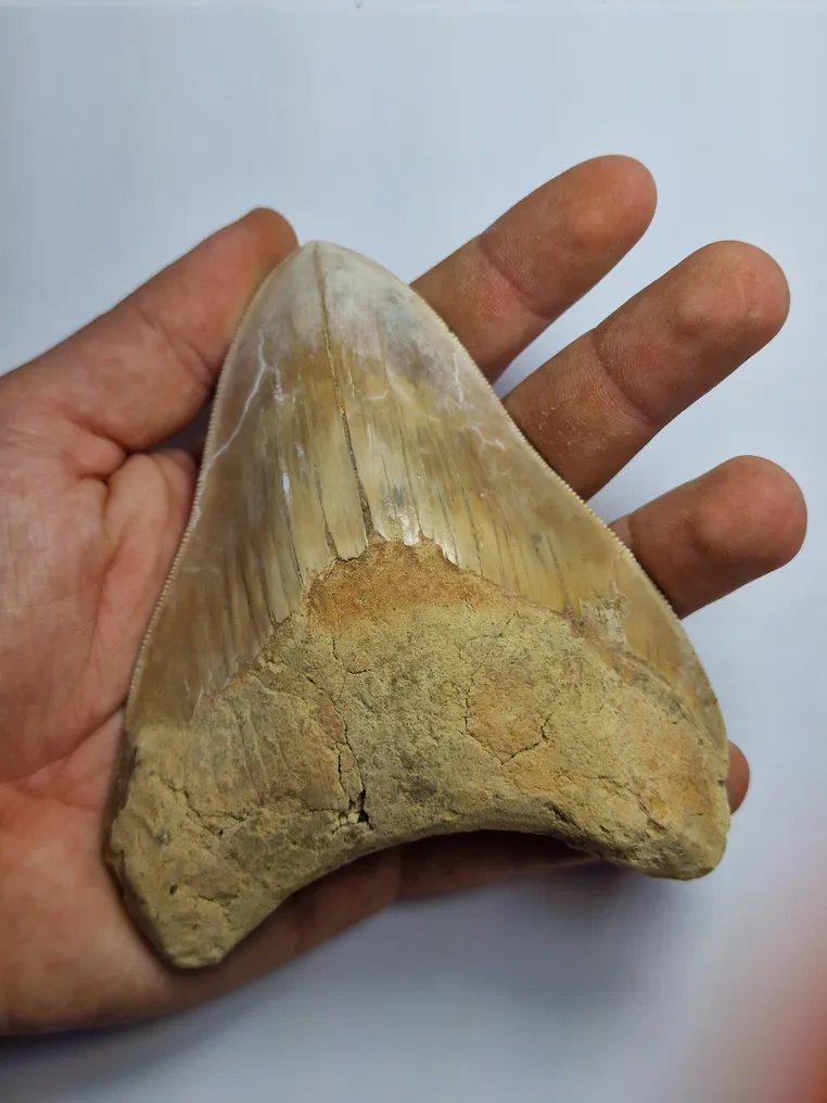 Megalodon - Fossil tooth - 12 cm (No Reserve Price) #2.1