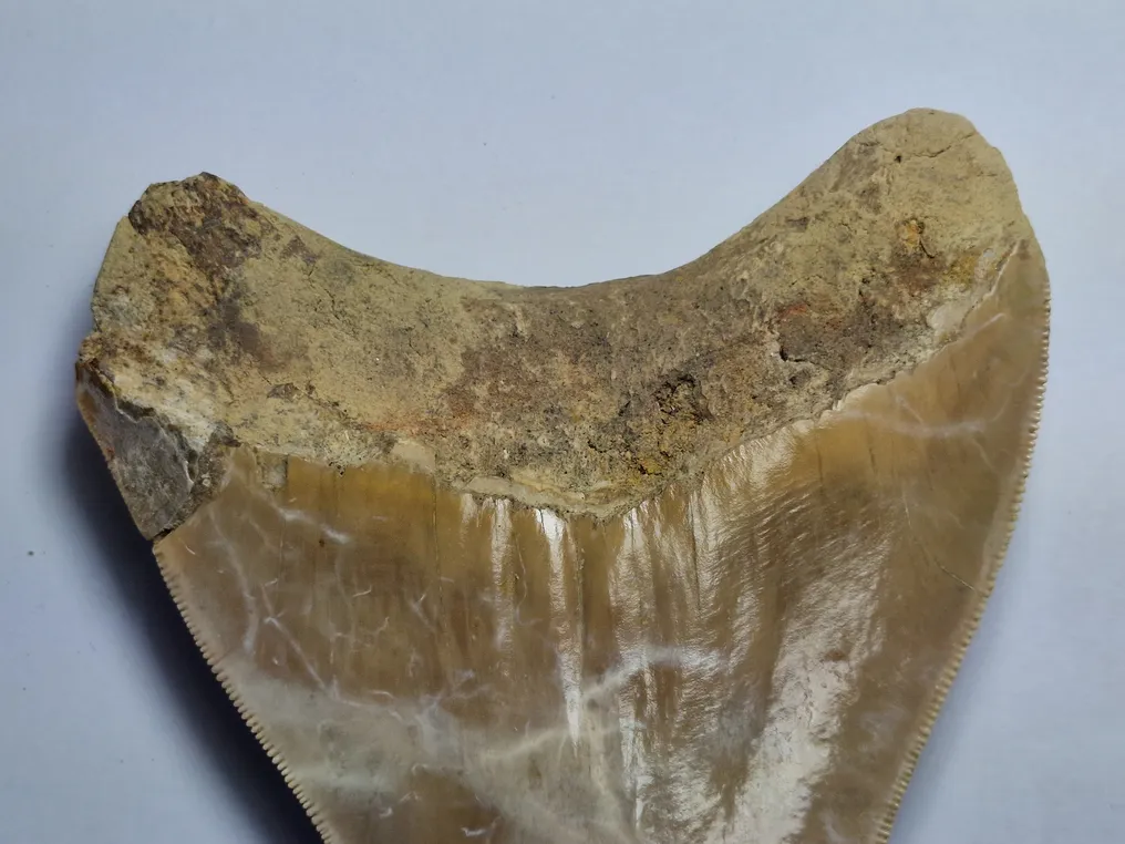 Megalodon - Fossil tooth - 12 cm (No Reserve Price) #3.2