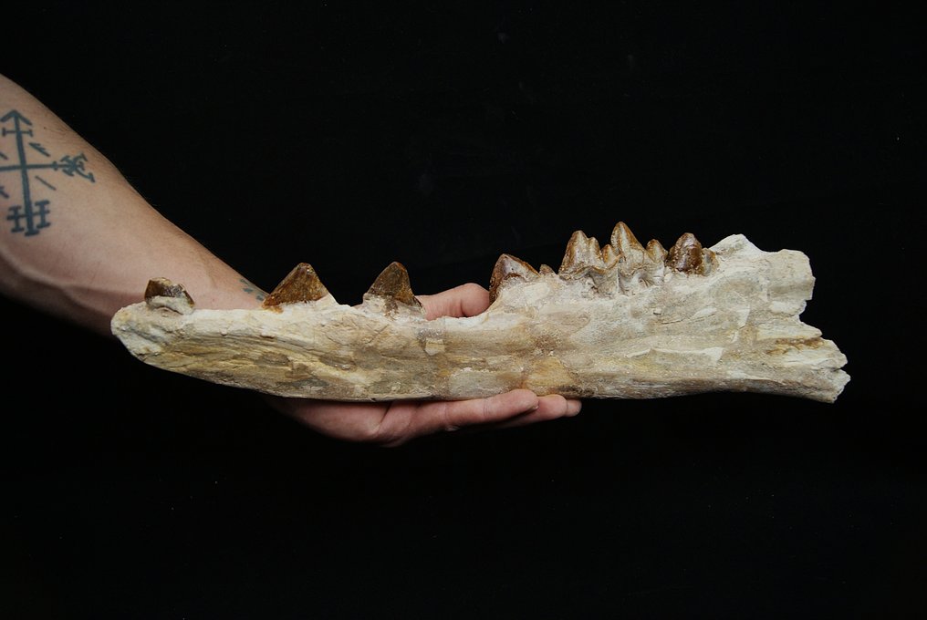 Baleine primitive - Basilosaurid - Mâchoire fossilisée - Dorudon atrox - 40 cm #1.0