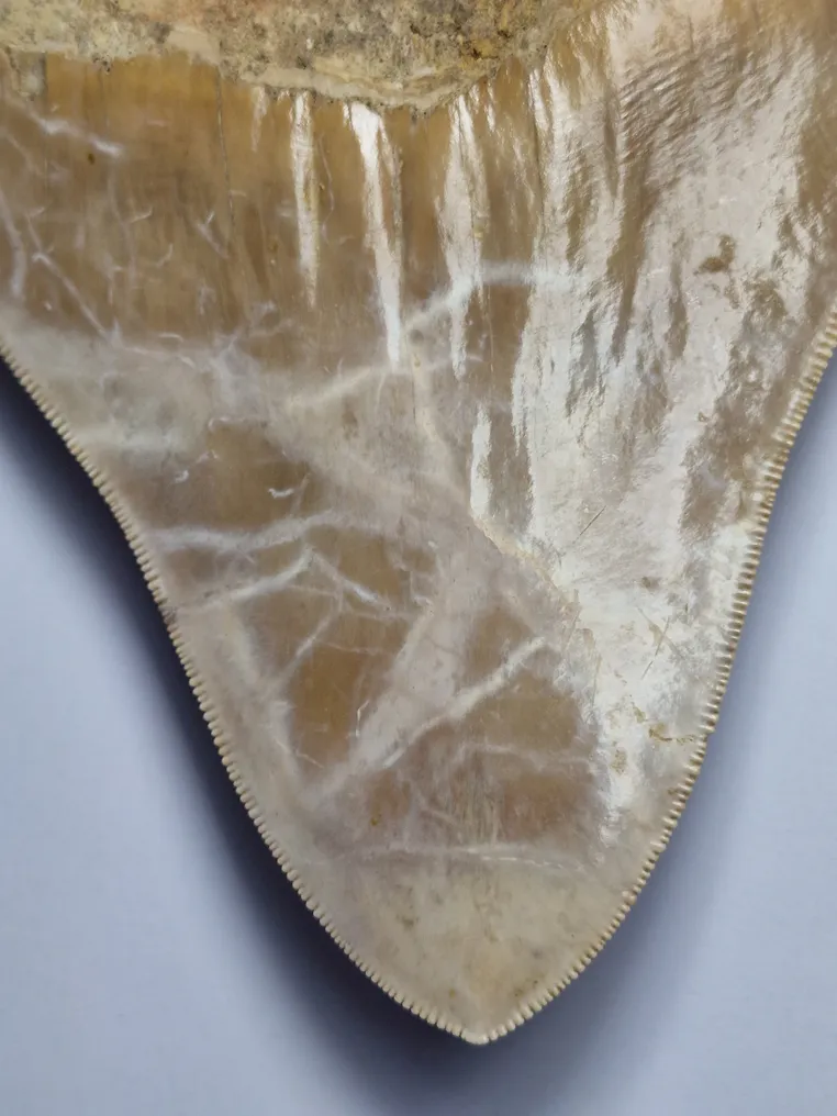 Megalodon - Fossil tooth - 12 cm (No Reserve Price) #4.3