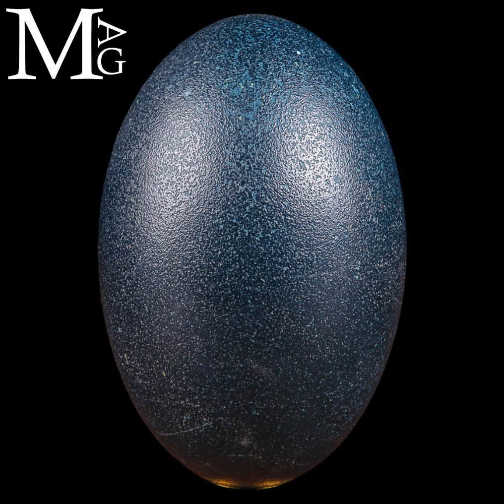 Emu Egg – Dromaius novaehollandiae – Natural Empty Shell Egg - Uovo di Emù - 137 mm - 84 mm - 84 mm #2.1