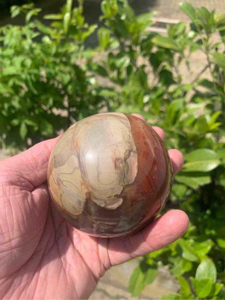 Forstenet træ Sfære - Højde: 7.8 cm- 645 g - (1) #3.2