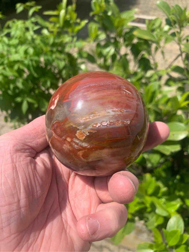 Forstenet træ Sfære - Højde: 7.8 cm- 645 g - (1) #2.1