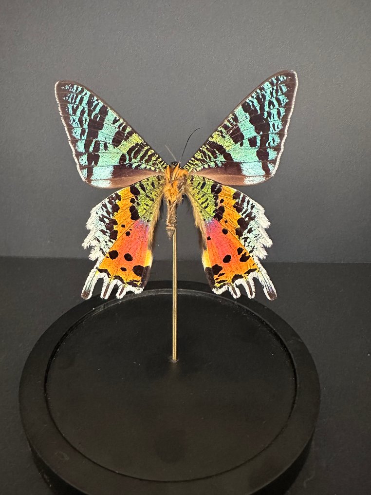 Πεταλούδα Βάση ταρίχευσης ολόκληρου σώματος - Urania Ripheus - 18 cm - 11 cm - 11 cm - Είδη που δεν ανήκουν στο CITES - 1 #4.3