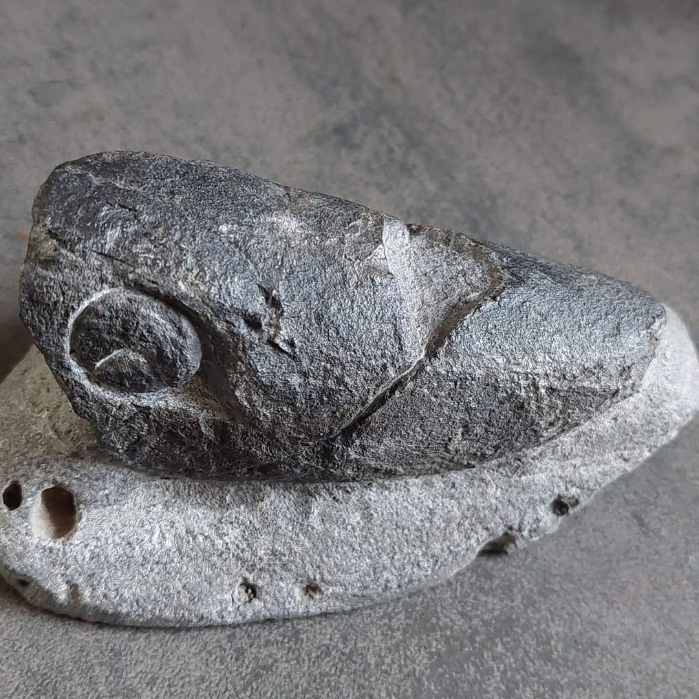 鱼 - 动物化石 - Placoderm - 135 mm - 75 mm #3.2