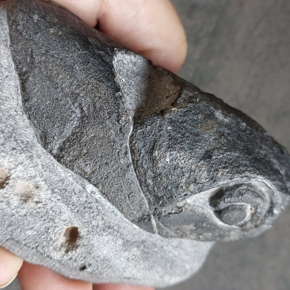 鱼 - 动物化石 - Placoderm - 135 mm - 75 mm #1.0