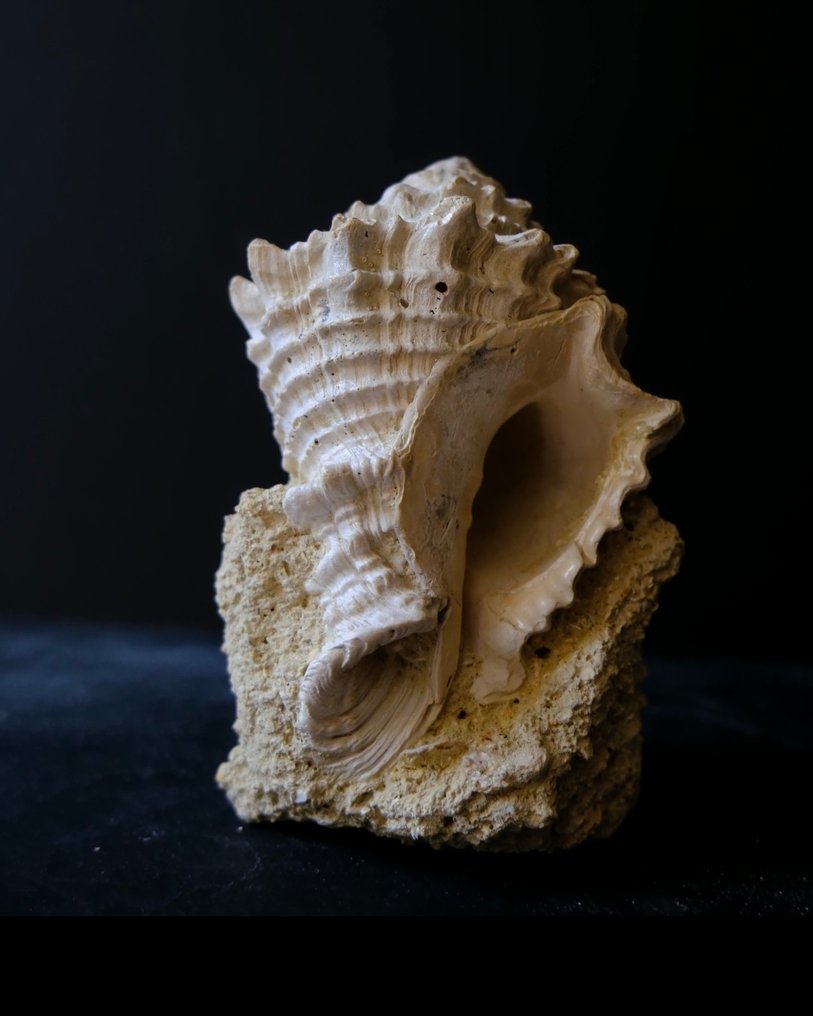 PREMIUM - fossile Murex de Floride - Guscio fossilizzato - muricidae murex - 14 cm - 9 cm #1.0