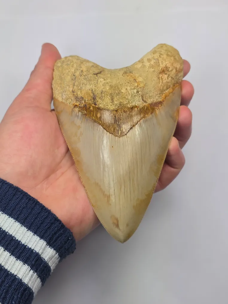Megalodon - Fossil tooth - Otodus (Carcharocles) megalodon - 14.7 cm #1.0