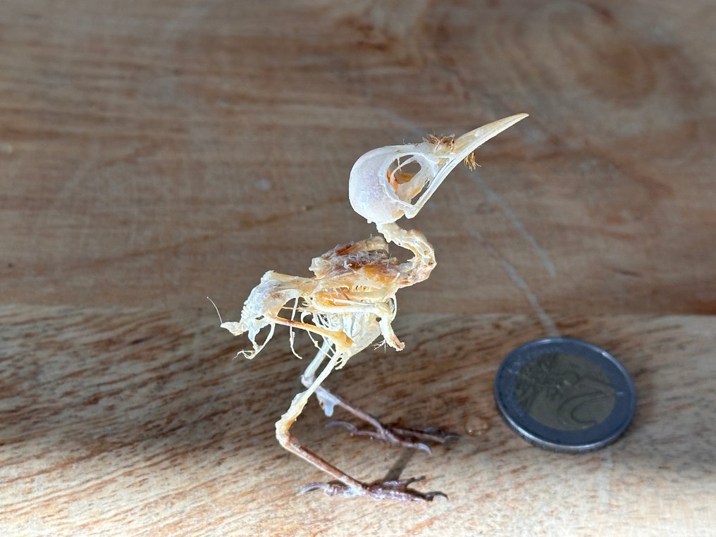 Fugl Taksidermi fuld kropsmontering - Orthotomus ruficeps - 7 cm - 2 cm - 5 cm - 1 #4.3