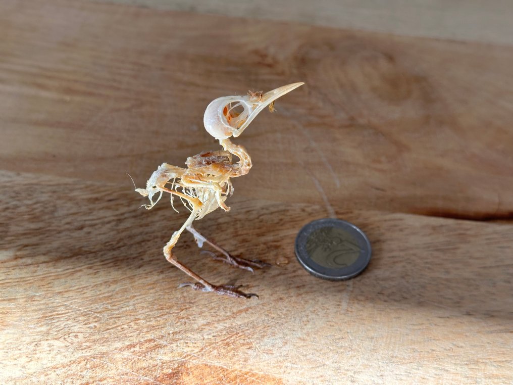 Fugl Taksidermi fuld kropsmontering - Orthotomus ruficeps - 7 cm - 2 cm - 5 cm - 1 #3.2