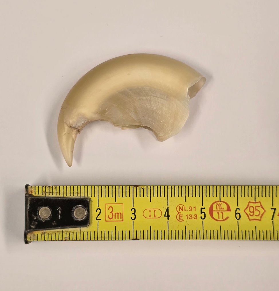 老虎 標本全身支架 - Panthera tigris - with EU Trading certificate - commercial usage - 2.5 cm - 4.5 cm - 1 cm - 1 #3.2