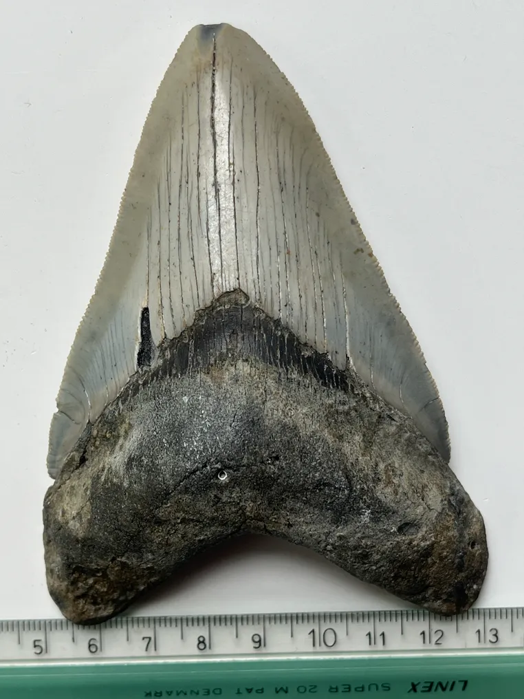 Megalodon tooth 11,5 cm - Fossil tooth - Carcharocles megalodon  (No Reserve Price) #3.1