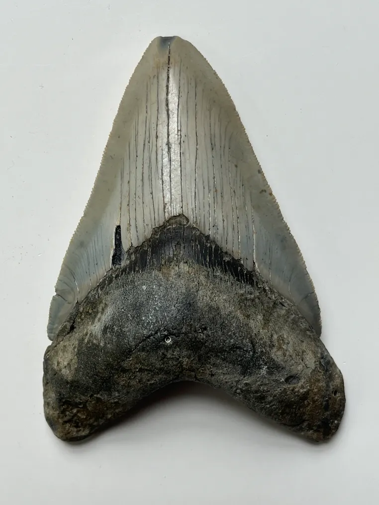 Megalodon tooth 11,5 cm - Fossil tooth - Carcharocles megalodon  (No Reserve Price) #3.2