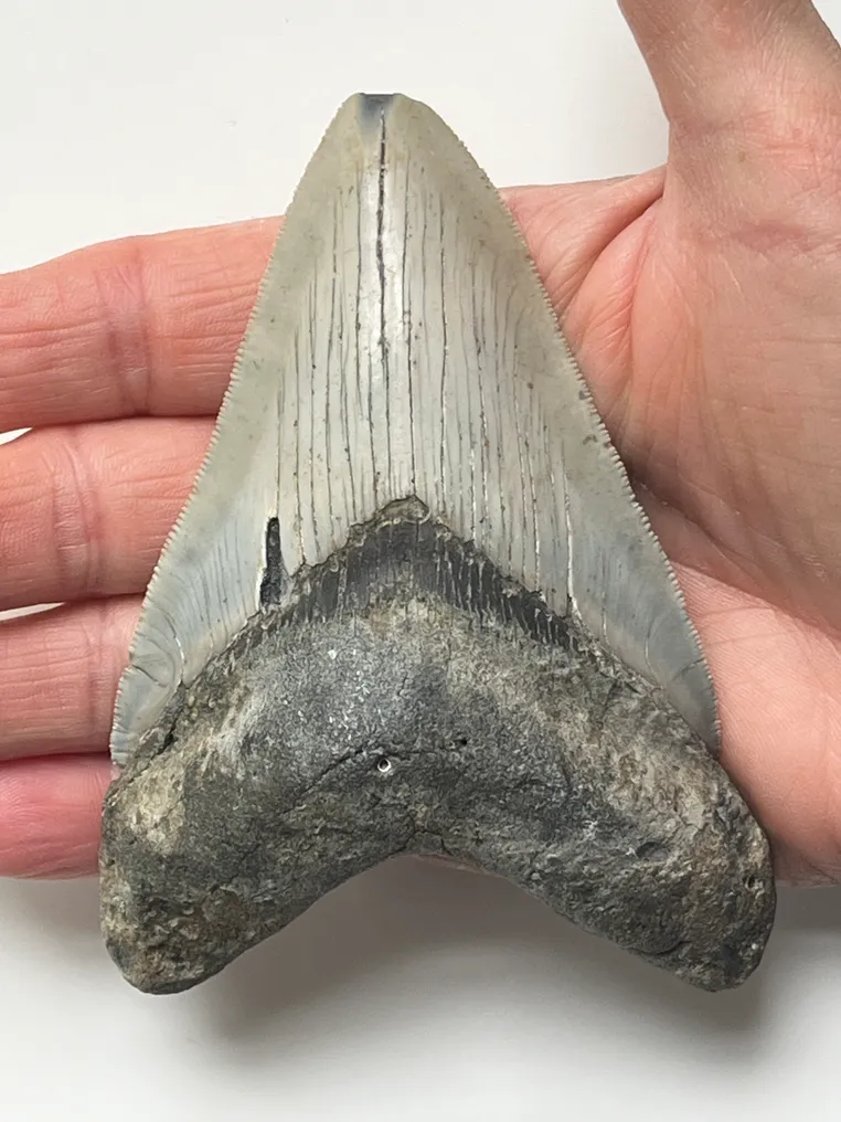 Megalodon tooth 11,5 cm - Fossil tooth - Carcharocles megalodon  (No Reserve Price) #1.1