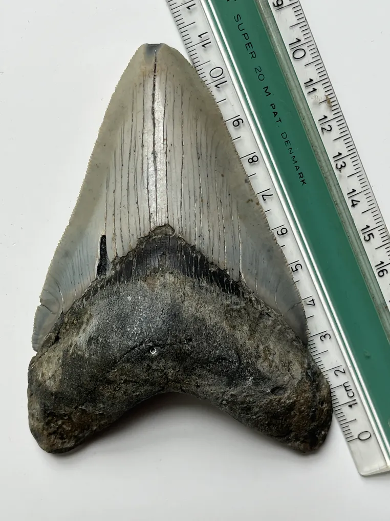 Megalodon tooth 11,5 cm - Fossil tooth - Carcharocles megalodon  (No Reserve Price) #2.2