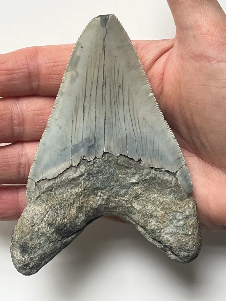 Megalodon tooth 11,5 cm - Fossil tooth - Carcharocles megalodon  (No Reserve Price) #2.1