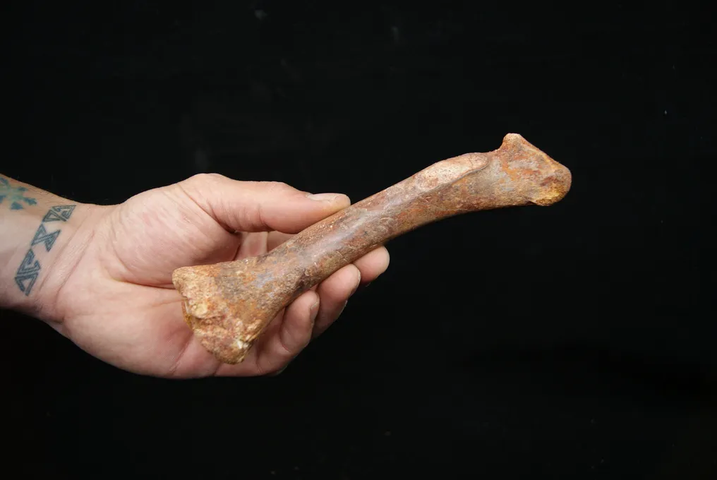 Théropode - Os de tibia fossilisé #1.0