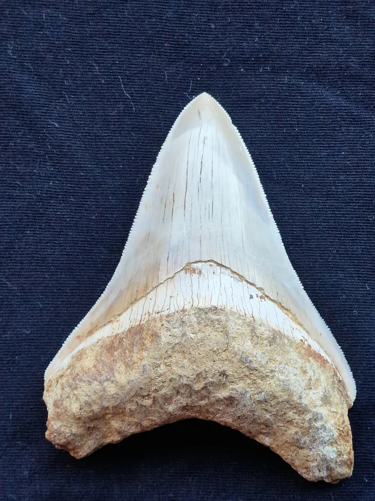 Megalodon - Fossil tooth - Dent fossile - RARE - 10 cm #1.0