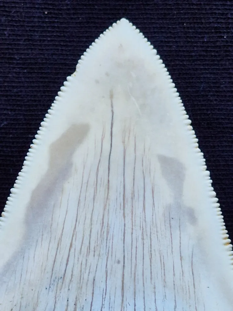 Megalodon - Fossil tooth - Dent fossile - RARE - 10 cm #4.3
