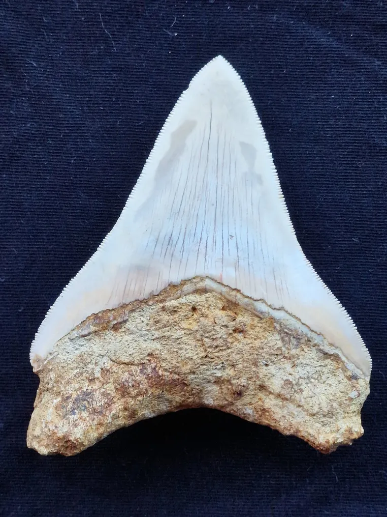 Megalodon - Fossil tooth - Dent fossile - RARE - 10 cm #2.1