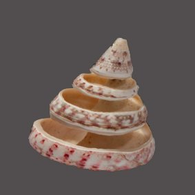 精致的裂缝带状螺 - 状态极佳的完美收藏品 ┼ 骨架 - trochus niloticus - 0 mm - 0 mm - 45 mm- 非《瀕臨絕種野生動植物國際貿易公約》物種 - (1) #1.0